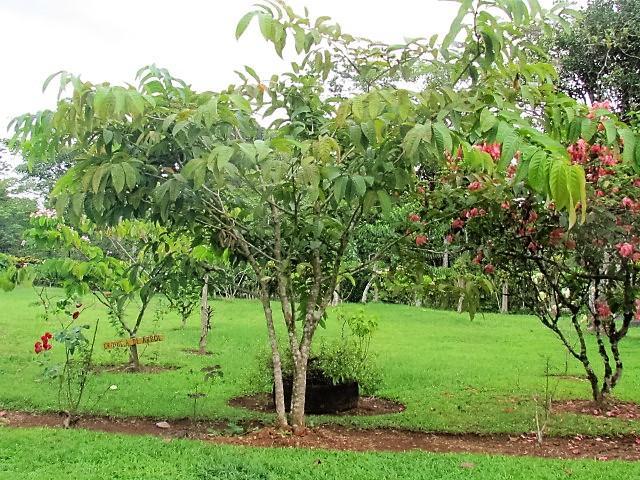 Posada Rural Oasis Caño Negro Exterior foto